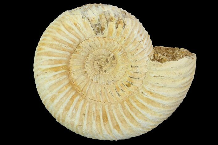 Perisphinctes Ammonite - Jurassic #100208